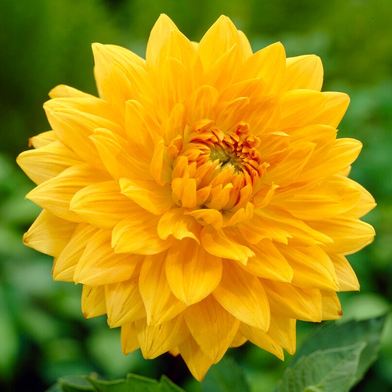 Dahlia Dekorativ Noordwijks Glory 1-pakke